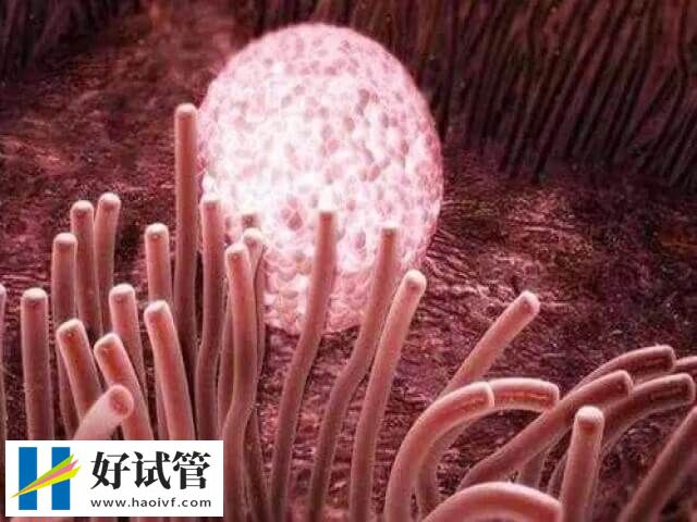 胚胎移植后需要注意什么(图1) 胚胎移植后需要注意什么(图1)