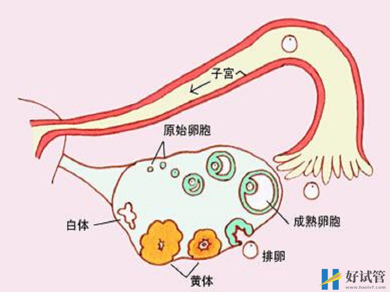ahm是评估女性卵巢功能的重要指标